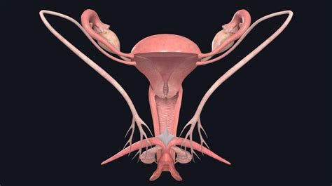 virgin vagina photo|File : Female Genital Organs (frontal view) detailed macro.jpg